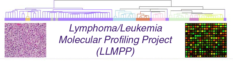 LLMPP